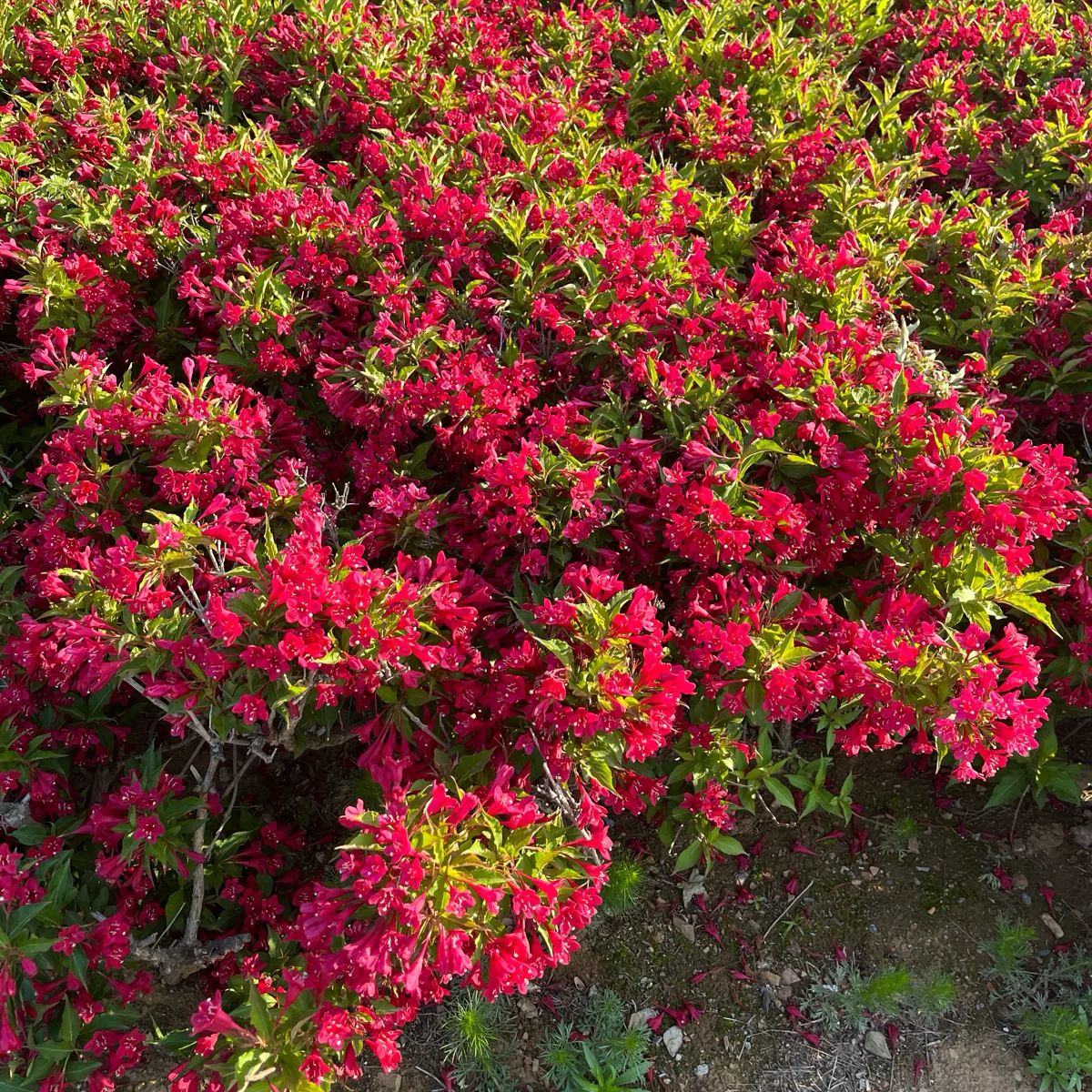 Red Prince Weigela - Image 1
