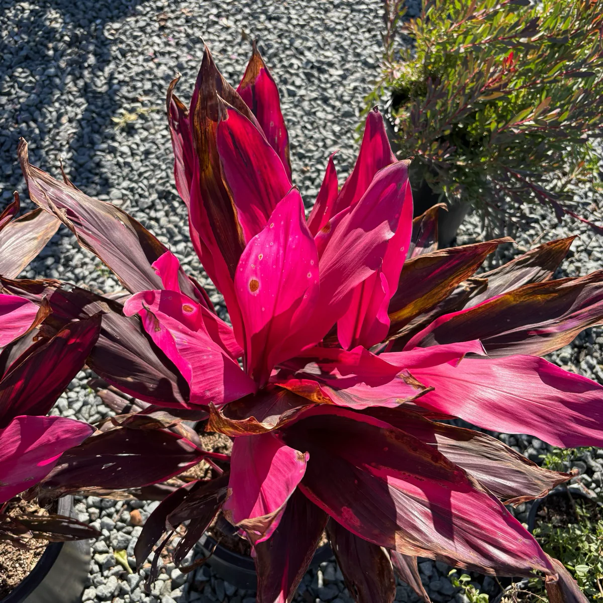 Red Sister Cordyline - Image 1