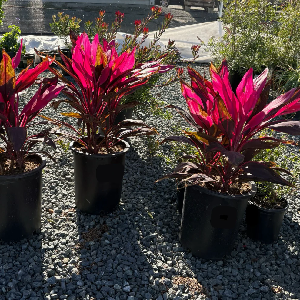 Red Sister Cordyline - Image 2