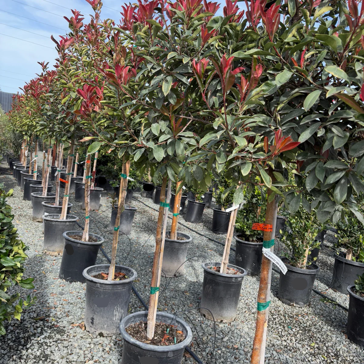 Red Tip Photinia - Image 2