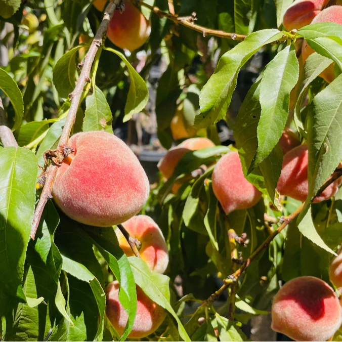 Redhaven Peach - Image 1