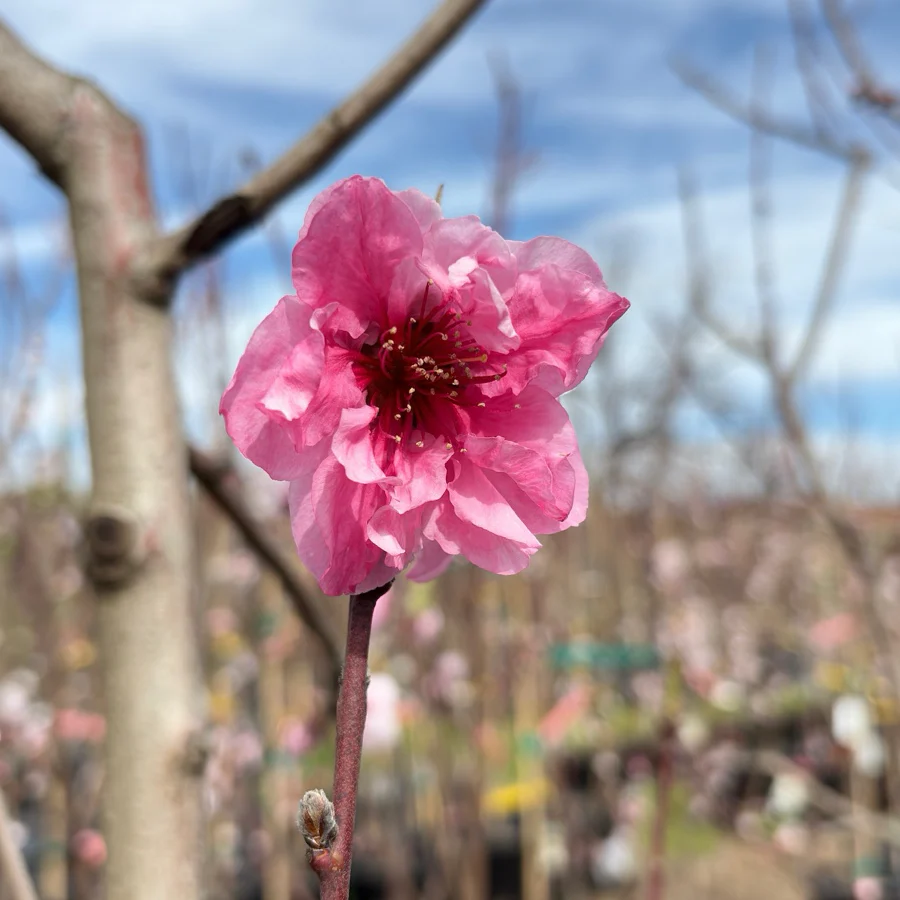 Redhaven Peach - Image 2