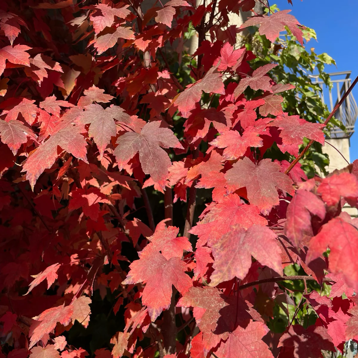 Redpointe Red Maple - Image 1