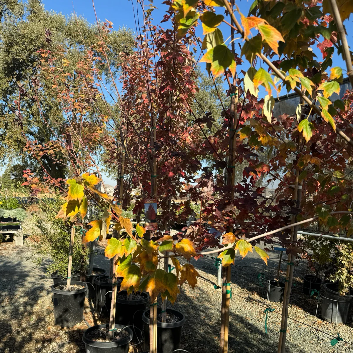 Redpointe Red Maple - Image 2