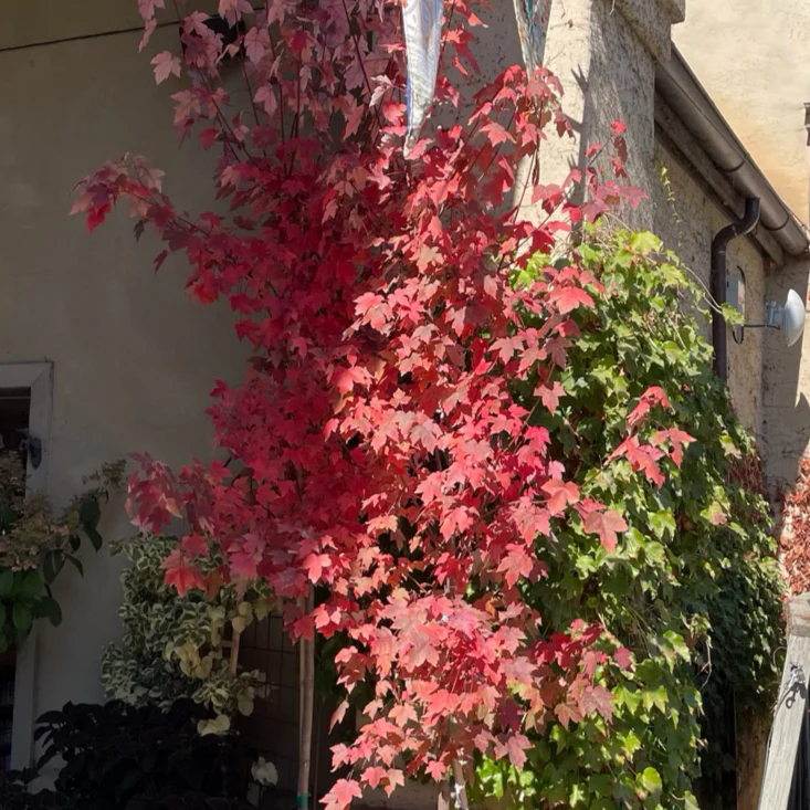 Redpointe Red Maple - Image 3