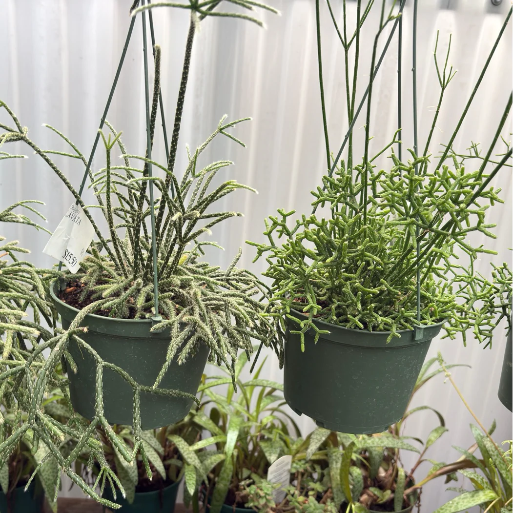 Hphb-rhipsalis