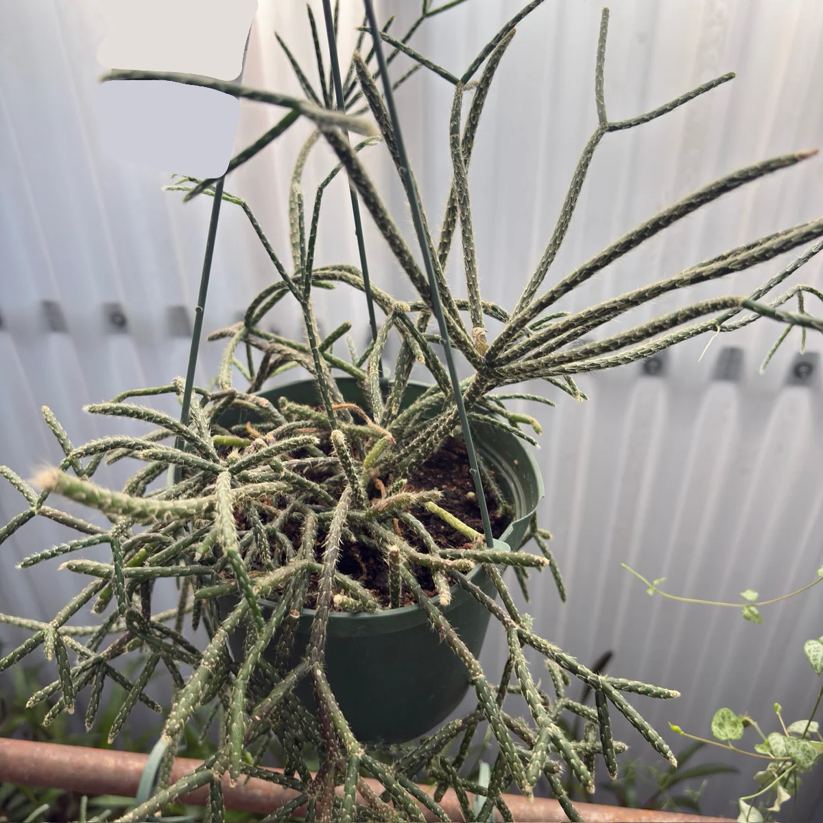 Hphb-rhipsalis - Image 2