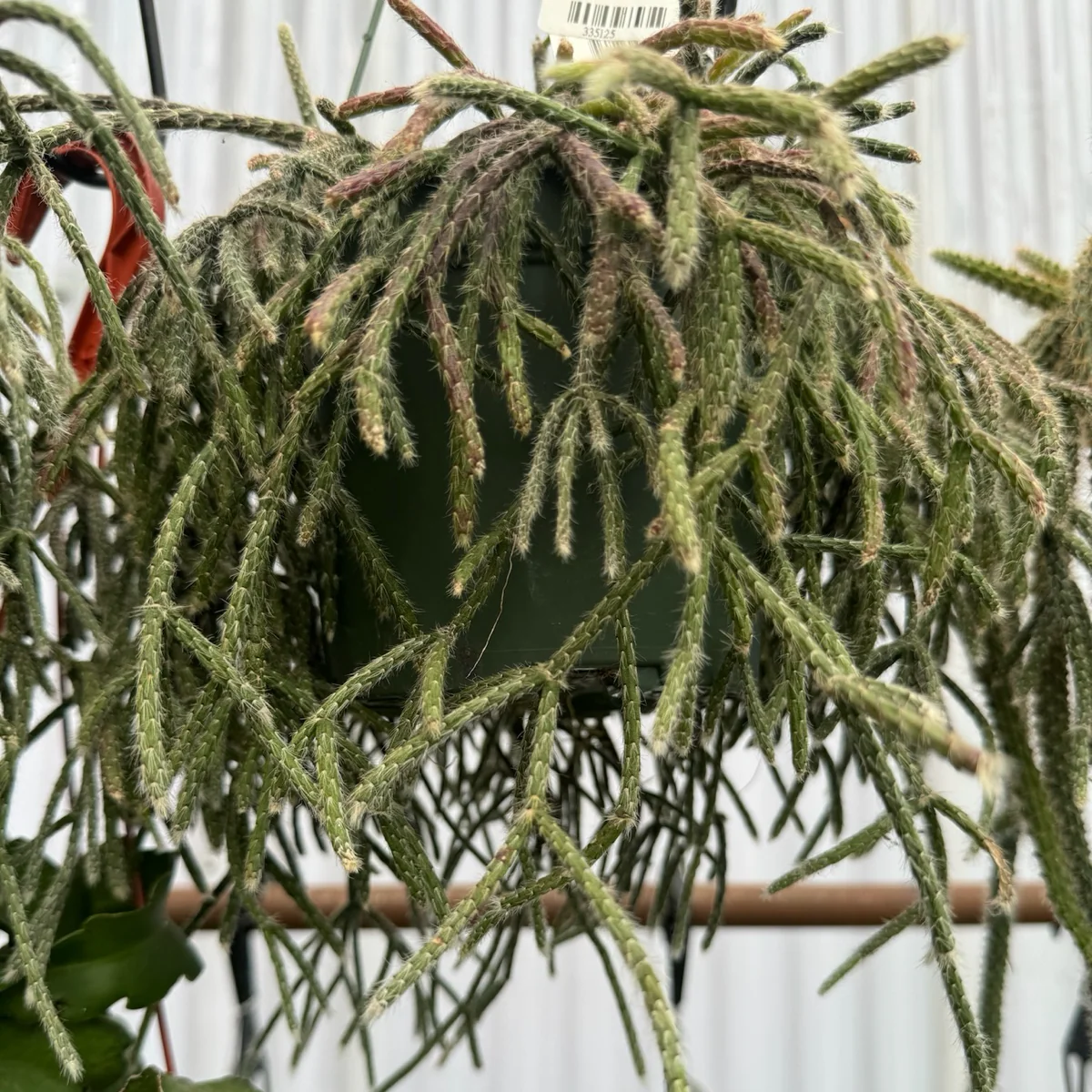 Hphb-rhipsalis - Image 3