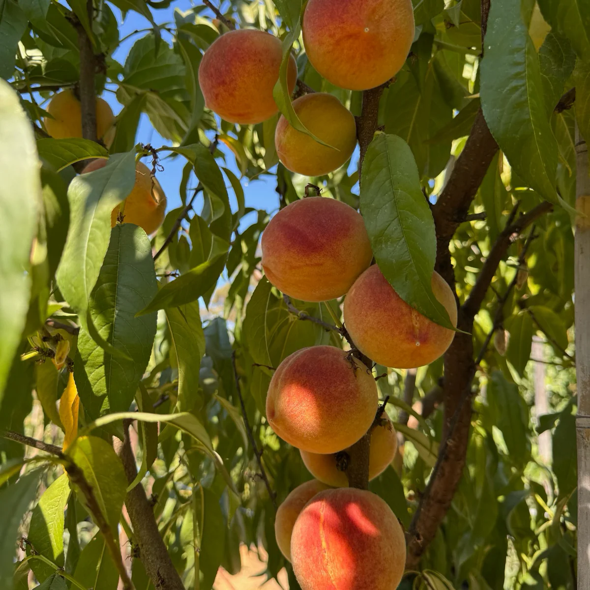 Rio Oso Gem Peach - Image 2
