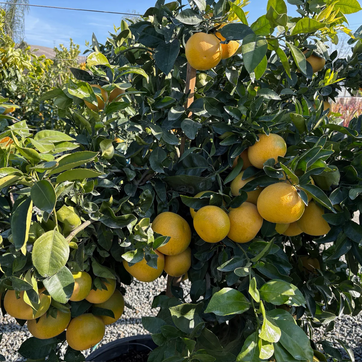 Rio Red Grapefruit - Image 2