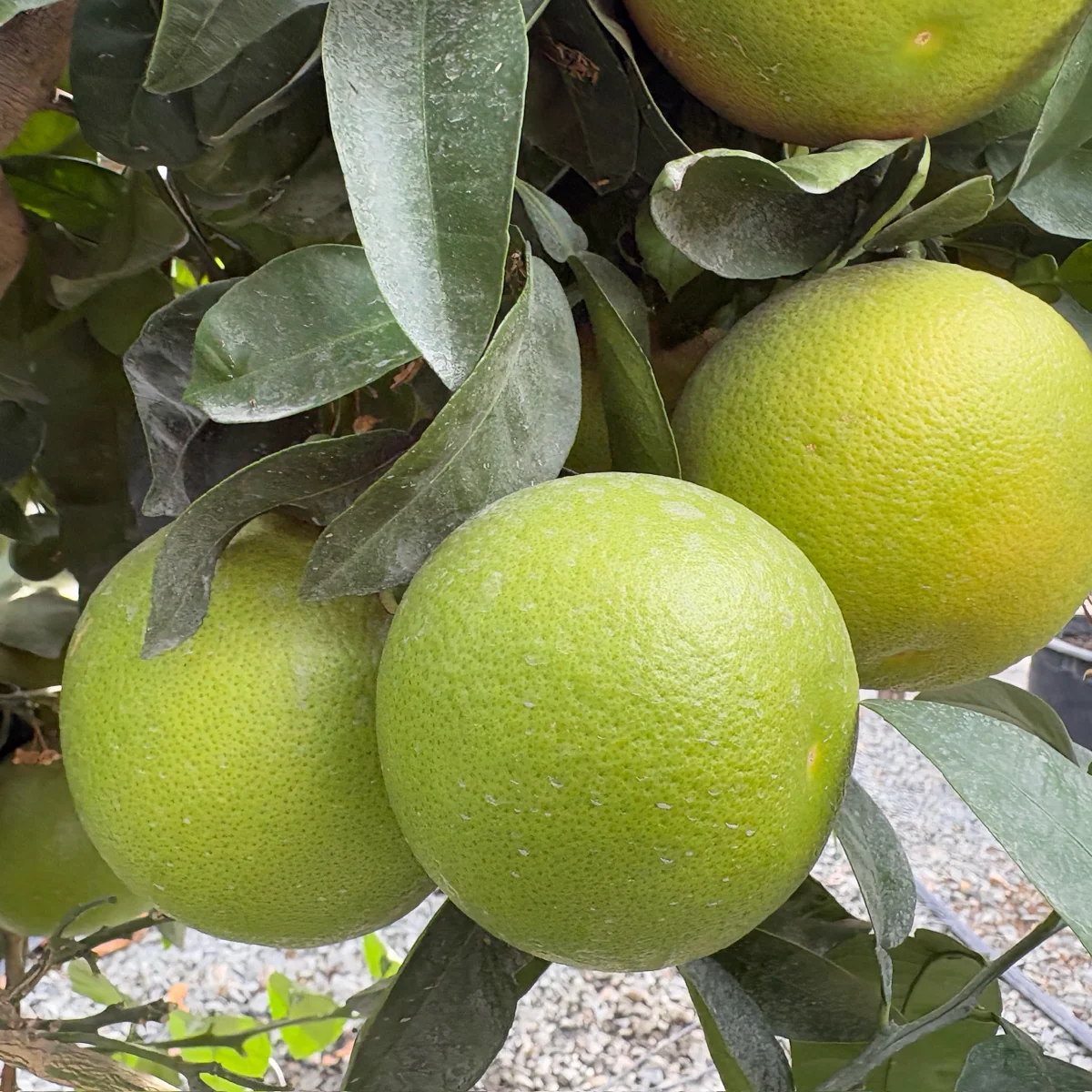 Rio Red Grapefruit - Image 3