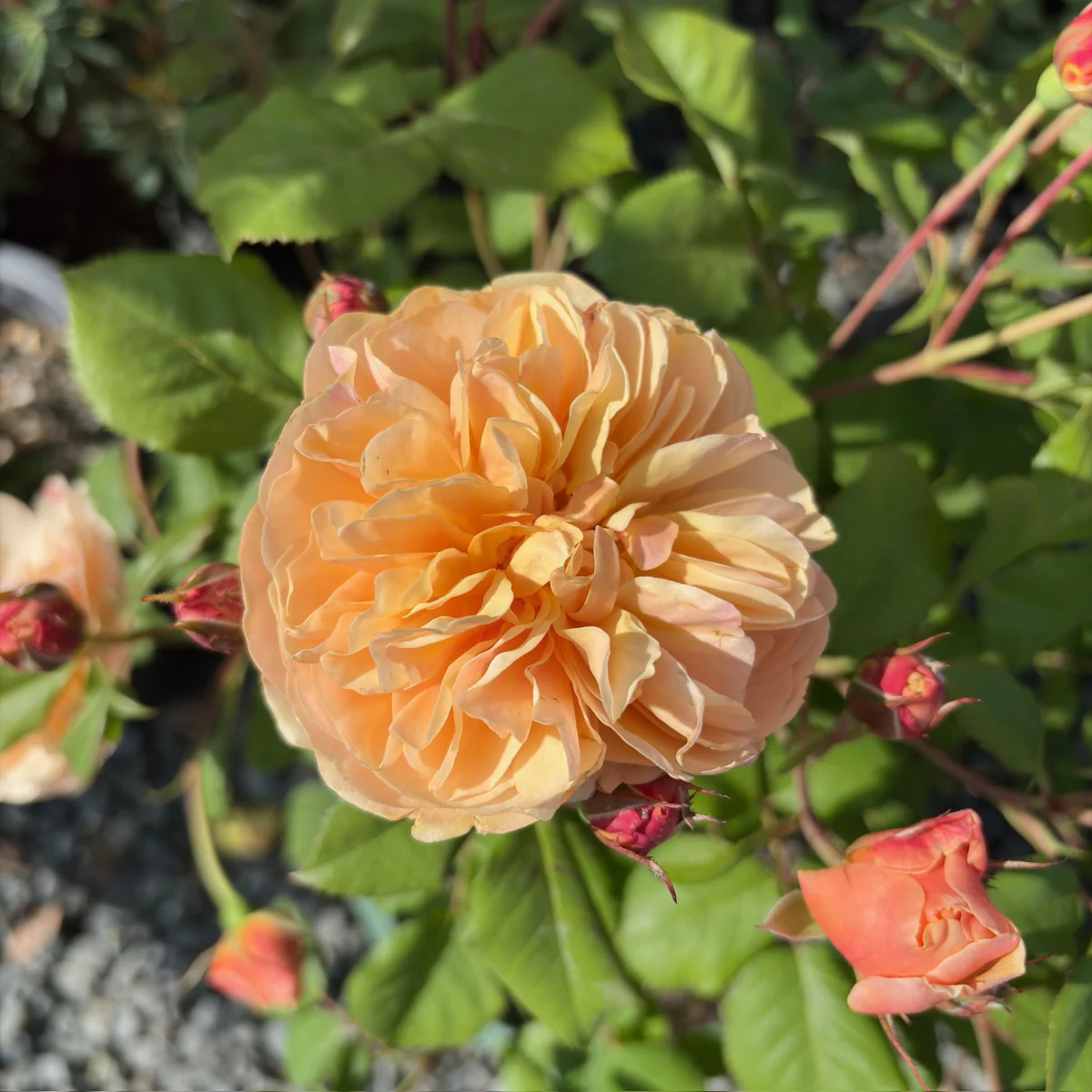 Roald Dahl David Austin Rose - Image 1