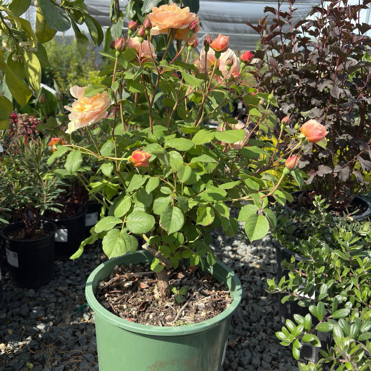 Roald Dahl David Austin Rose - Image 2