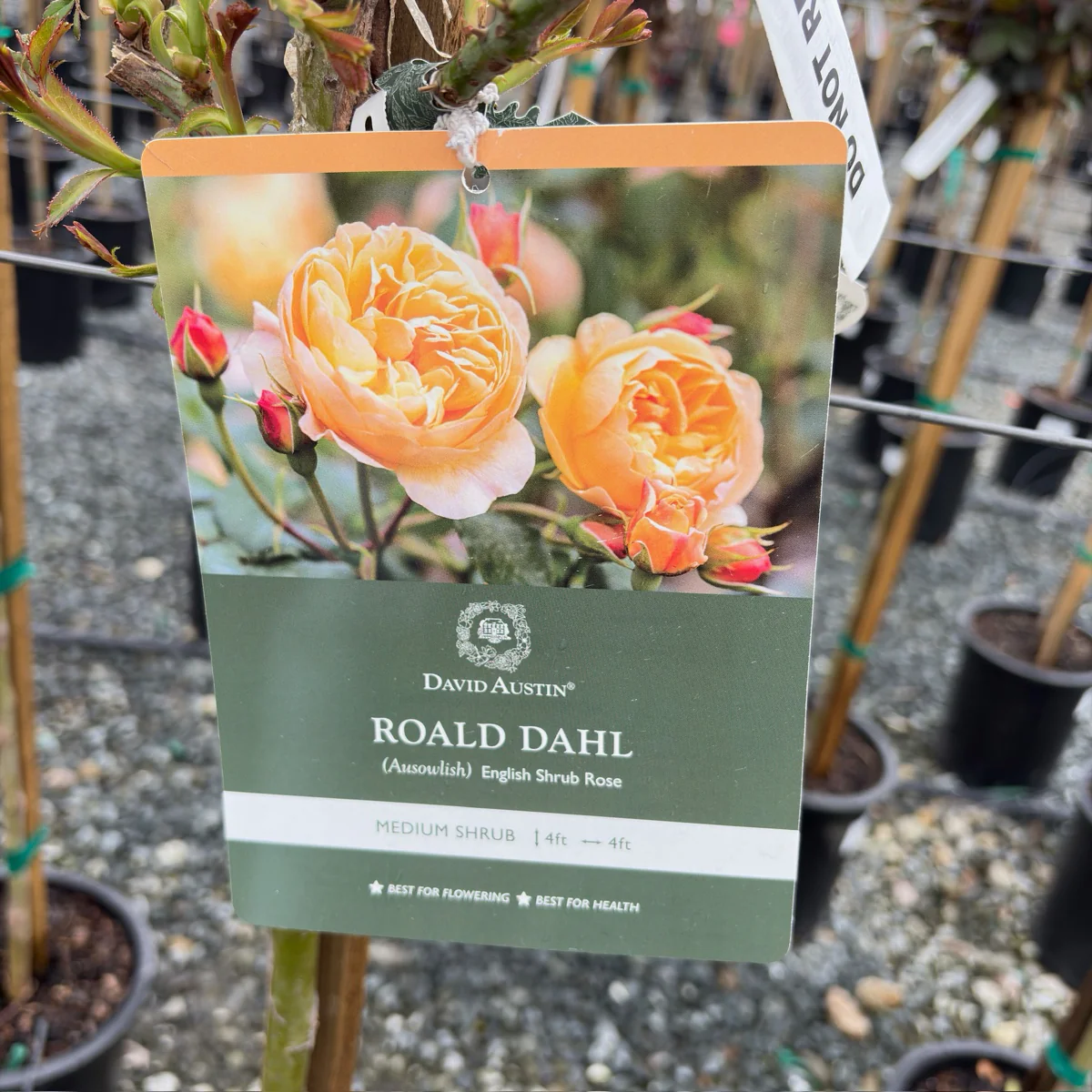 Roald Dahl David Austin Rose - Image 3