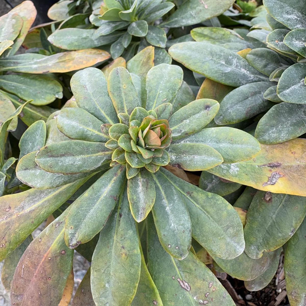 Robb's Wood Spurge - Image 3