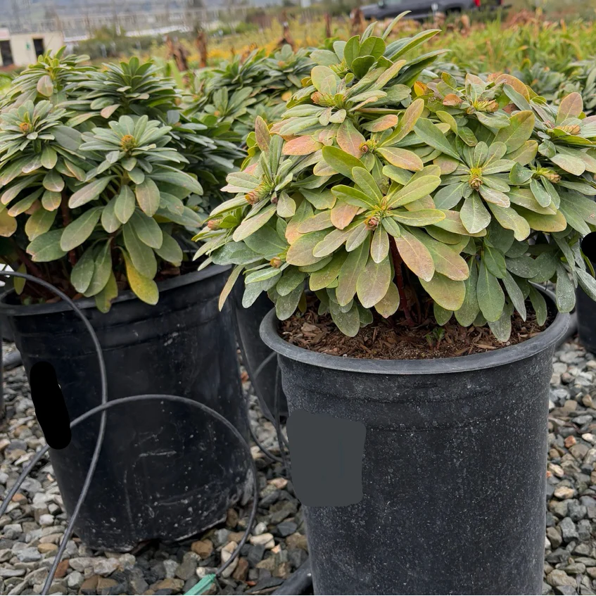 Robb’s Wood Spurge