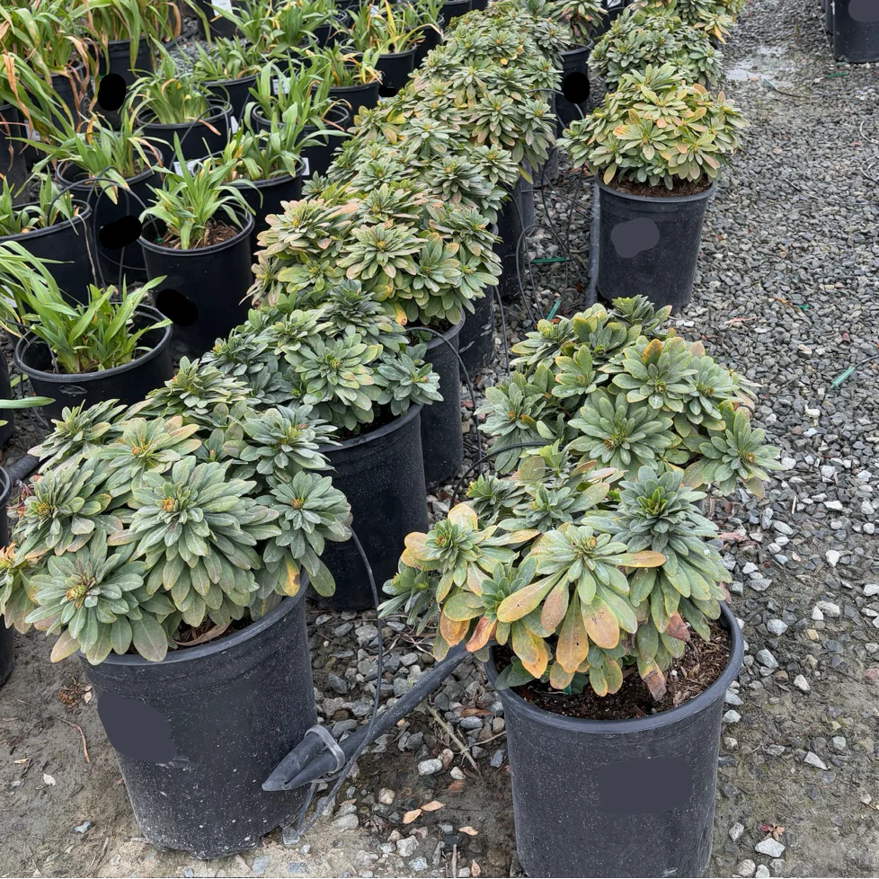 Robb's Wood Spurge - Image 2
