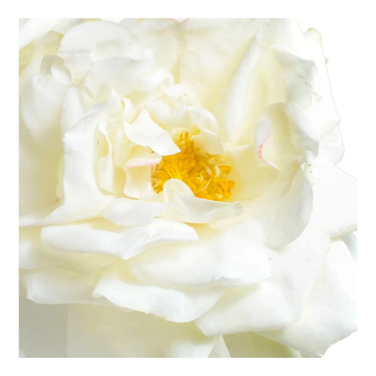 Rose Cutting in Glass - Image 2