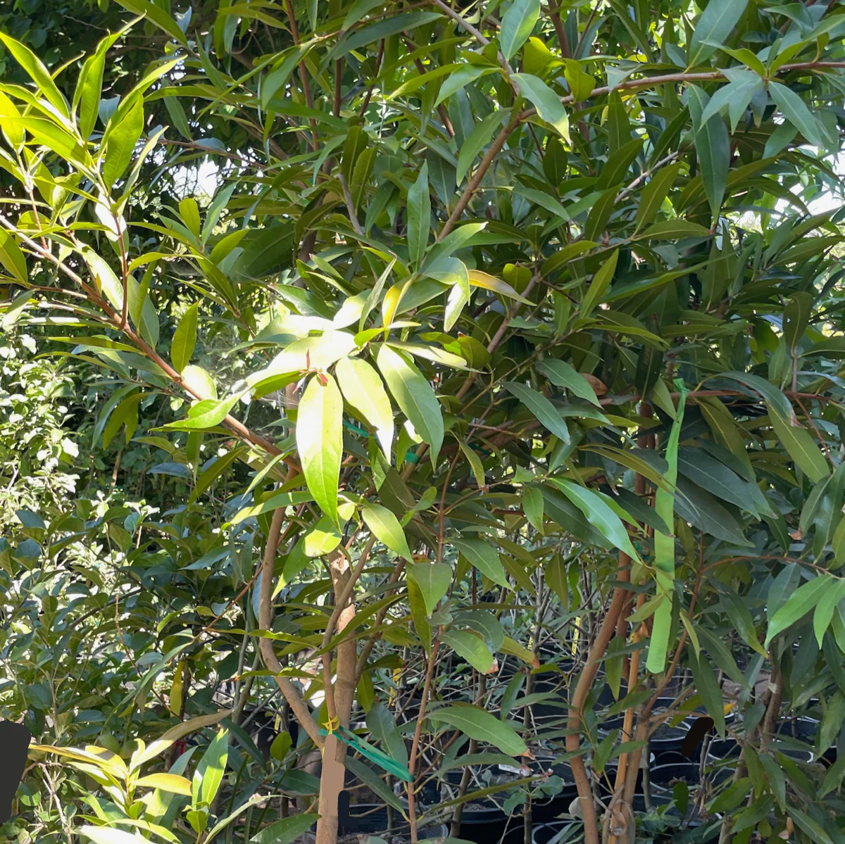 Rose Apple