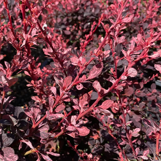 Rose Glow Barberry - Image 1