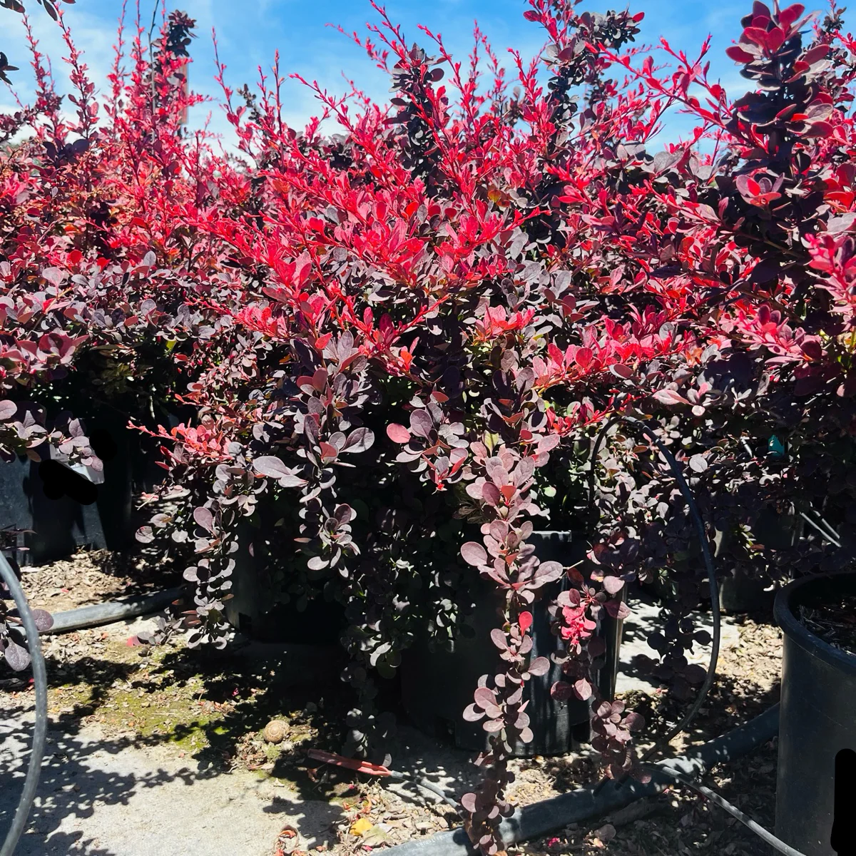 Rose Glow Barberry - Image 2