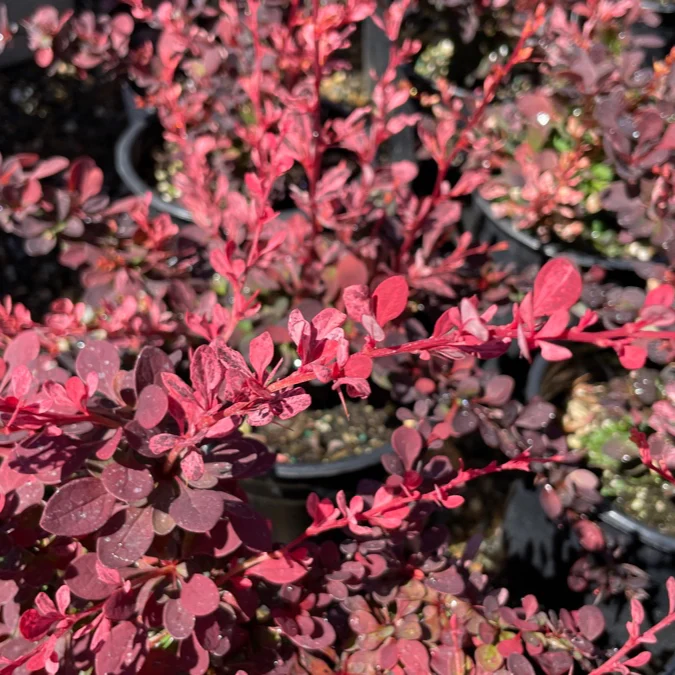 Rose Glow Barberry - Image 3