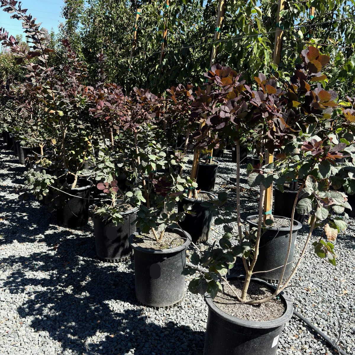Royal Purple Smoke Bush - Image 2