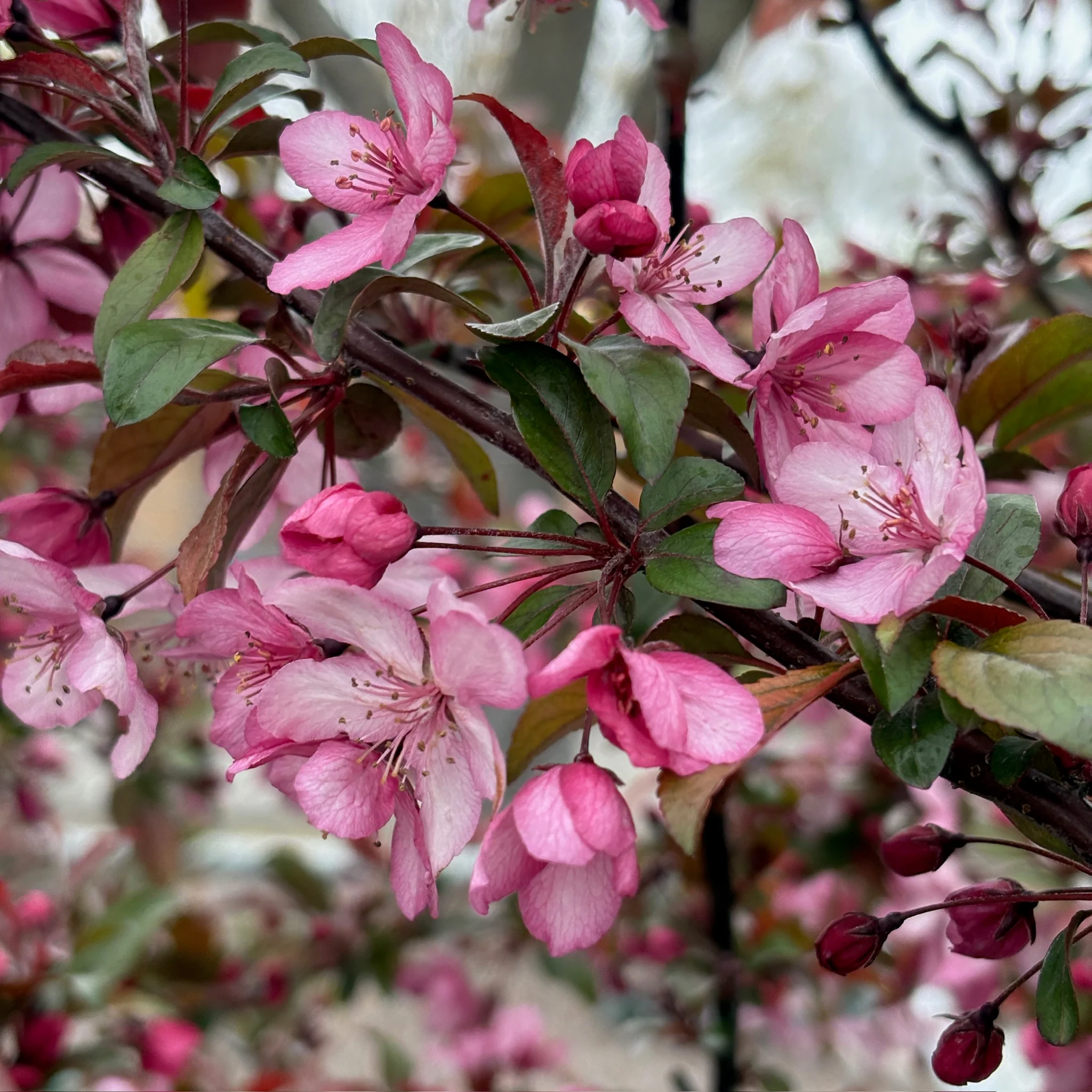 Royal Raindrops Flowering Crabapple - Image 1
