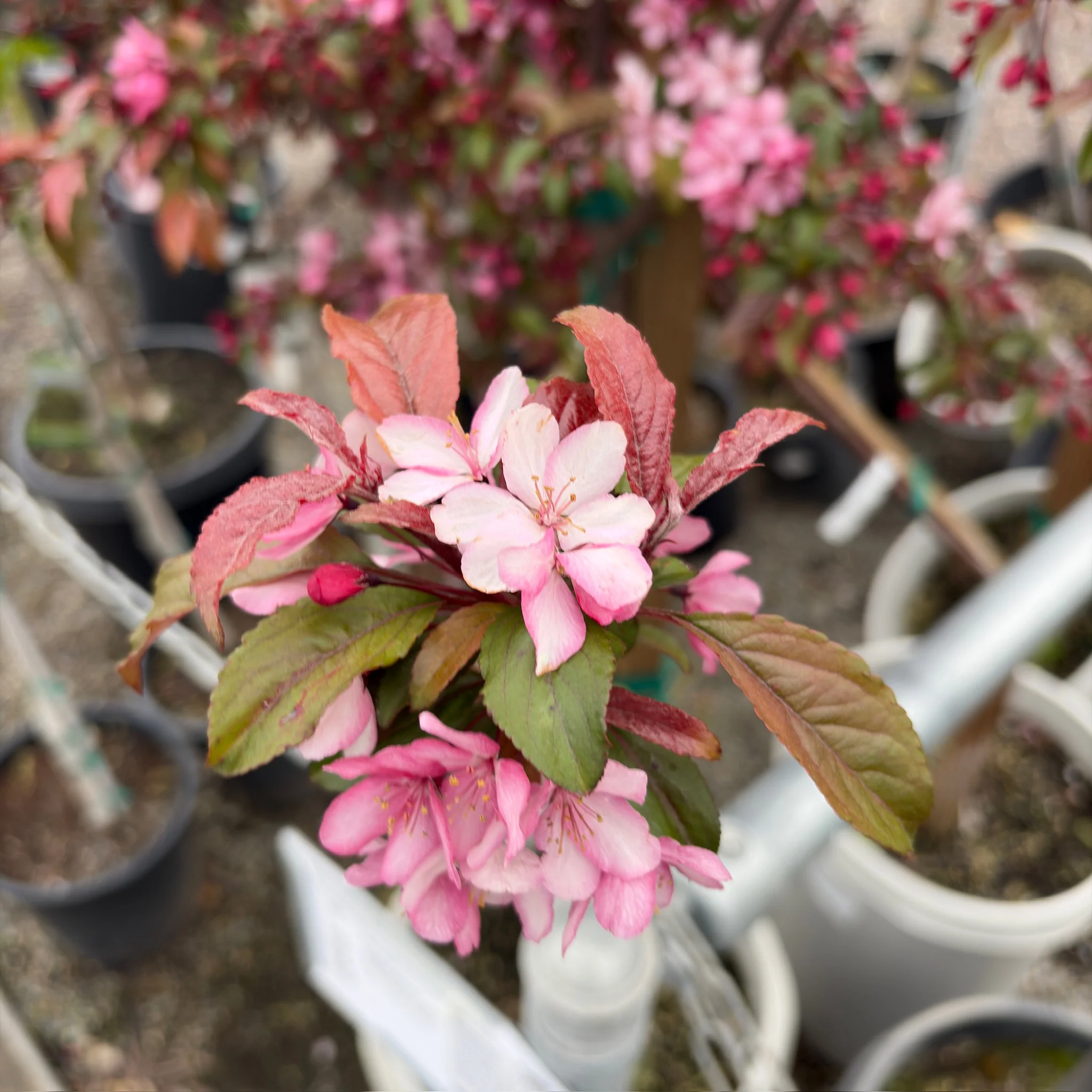 Royal Raindrops Flowering Crabapple - Image 3