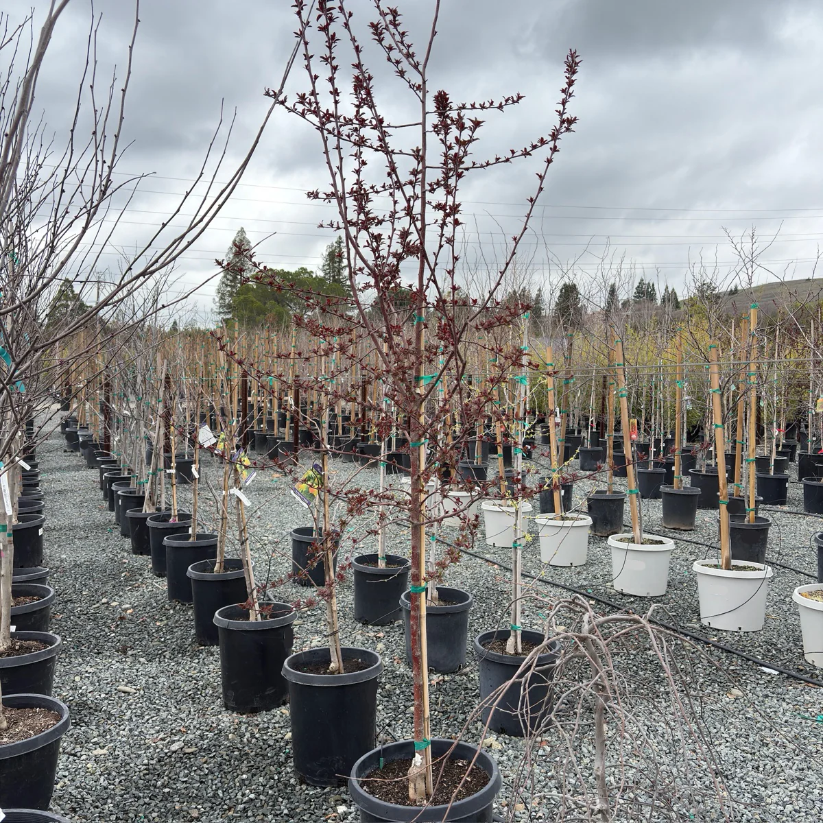 Royal Raindrops Flowering Crabapple - Image 2