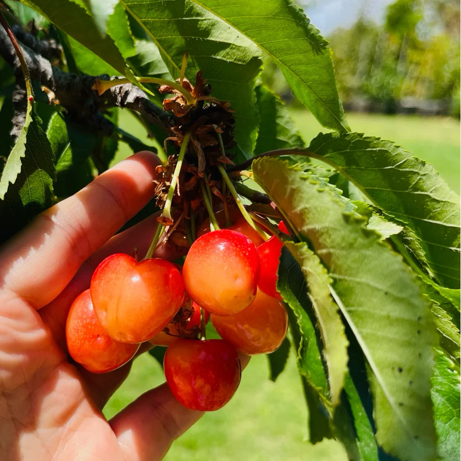 Royal Crimson Cherry - Image 1