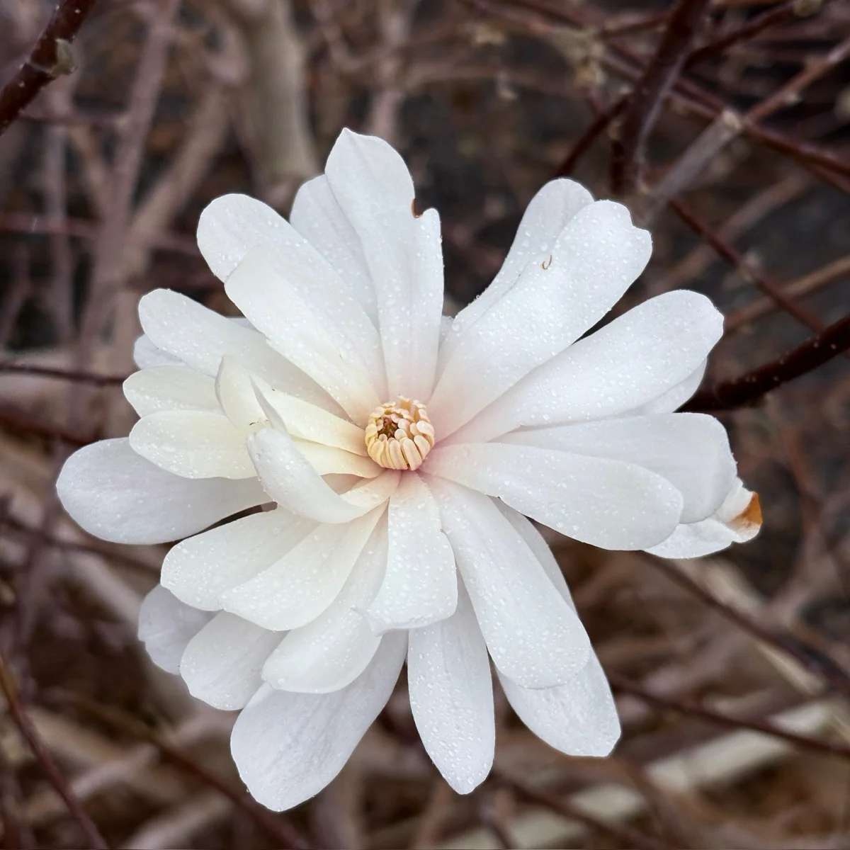 Royal Star Magnolia - Image 1