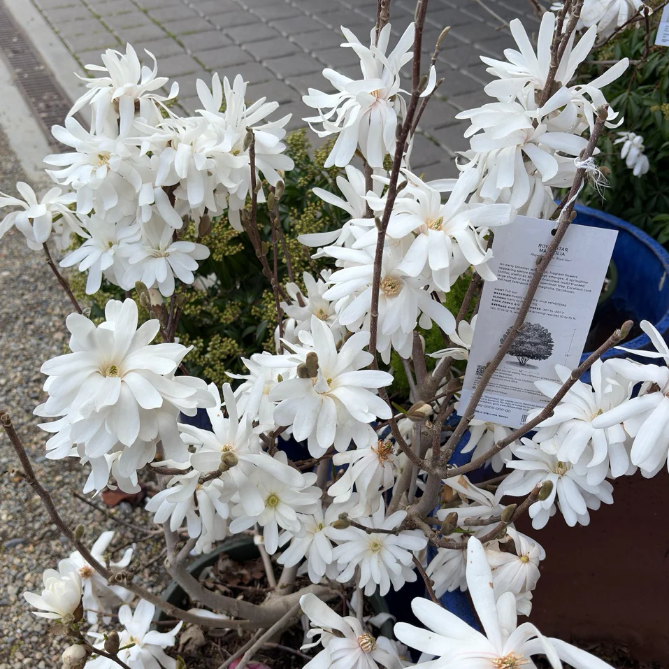 Royal Star Magnolia - Image 3