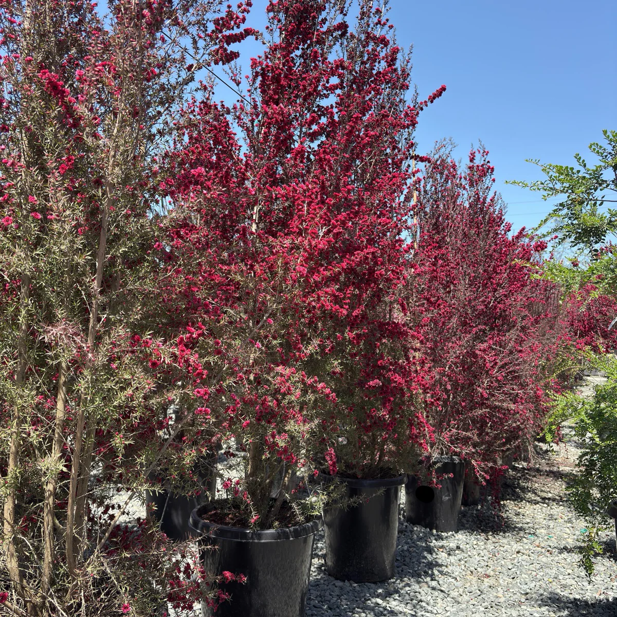 Ruby Glow New Zealand Tea Tree - Image 1