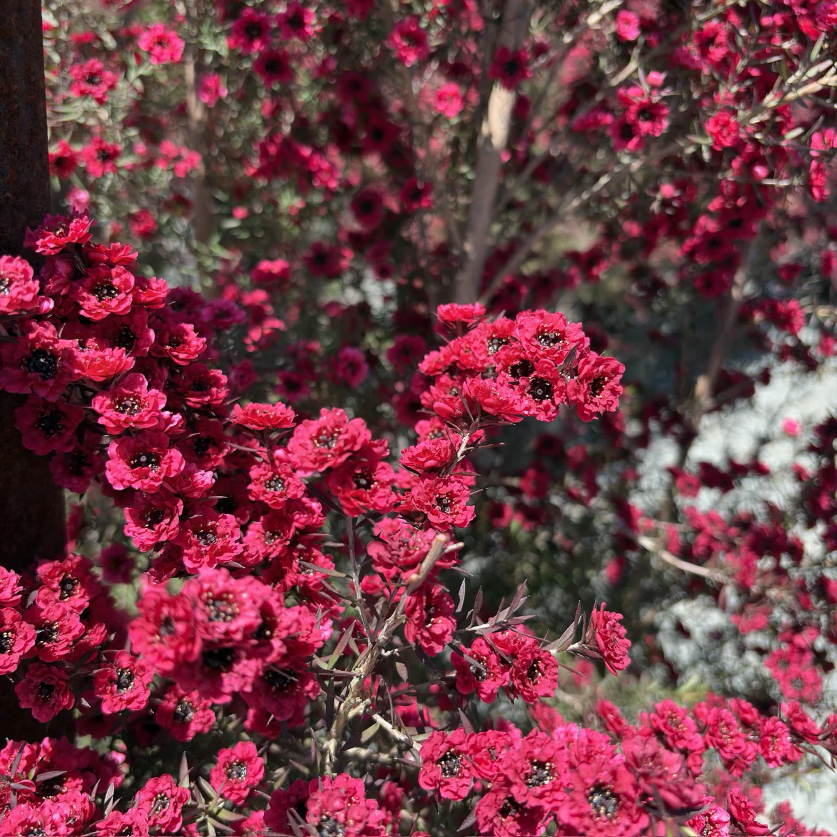 Ruby Glow New Zealand Tea Tree - Image 2