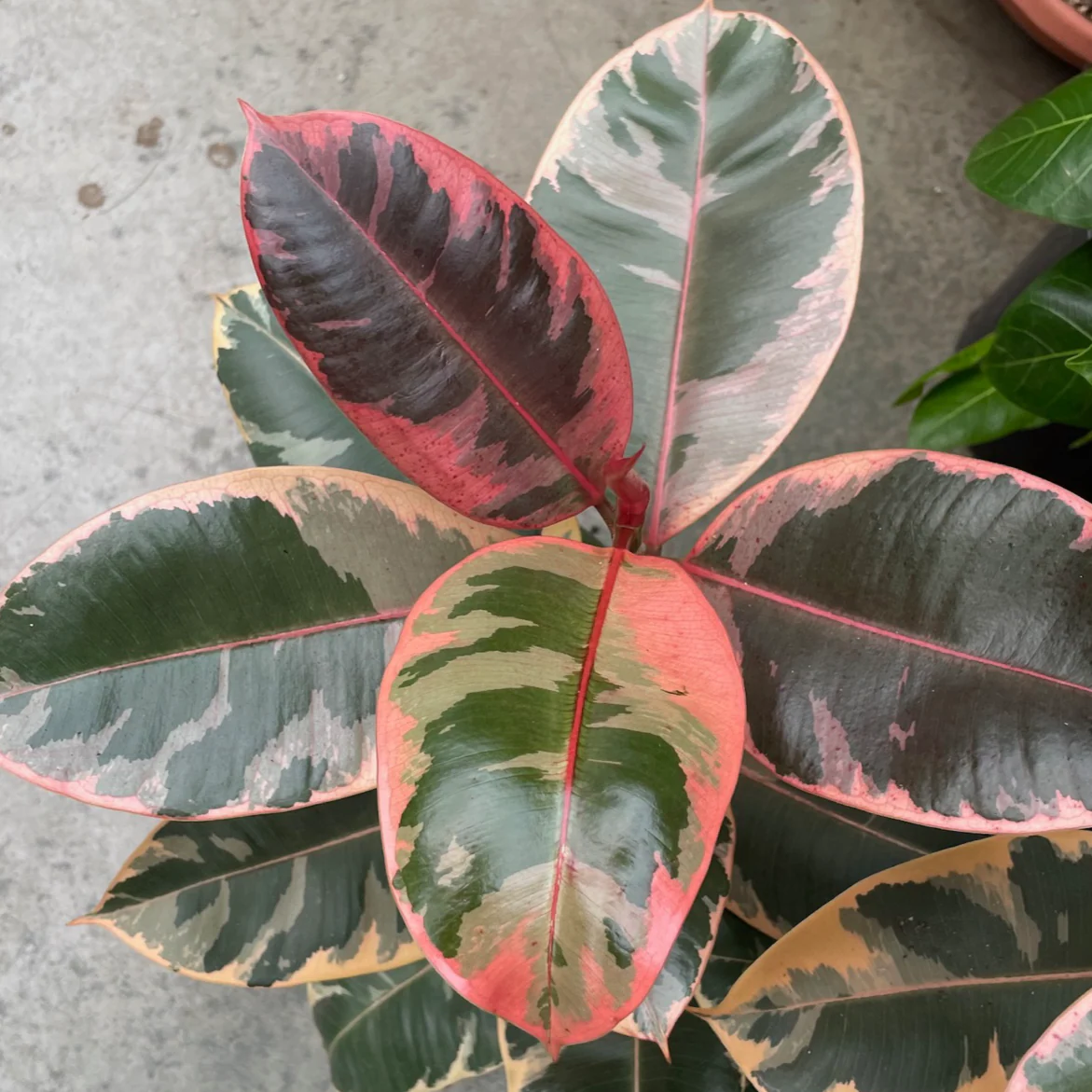 Ruby Rubber Plant - Image 2