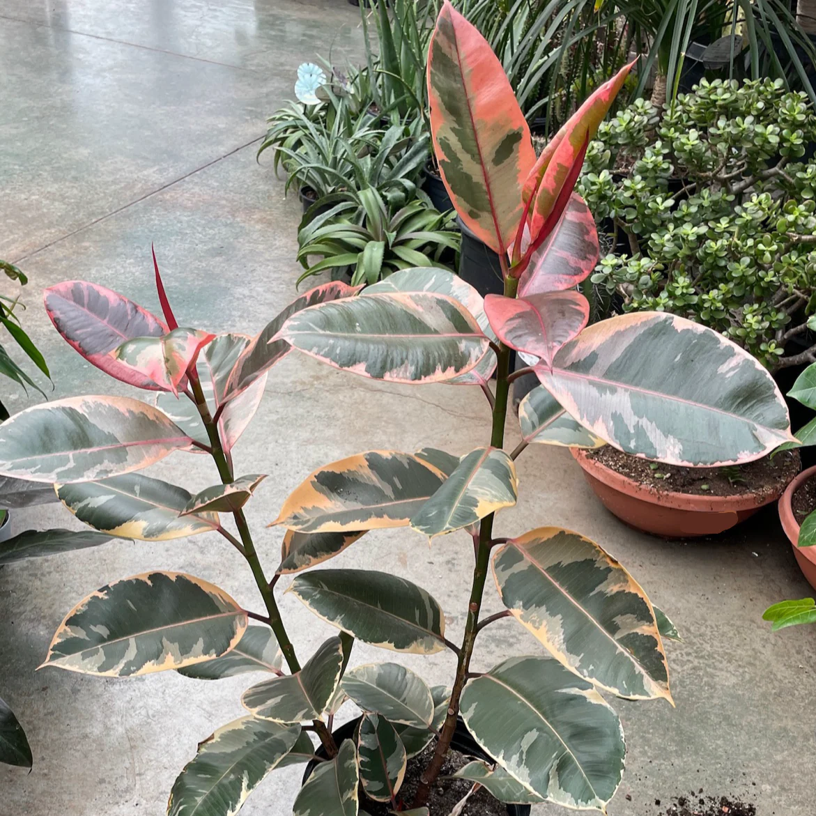 Ruby Rubber Plant - Image 3