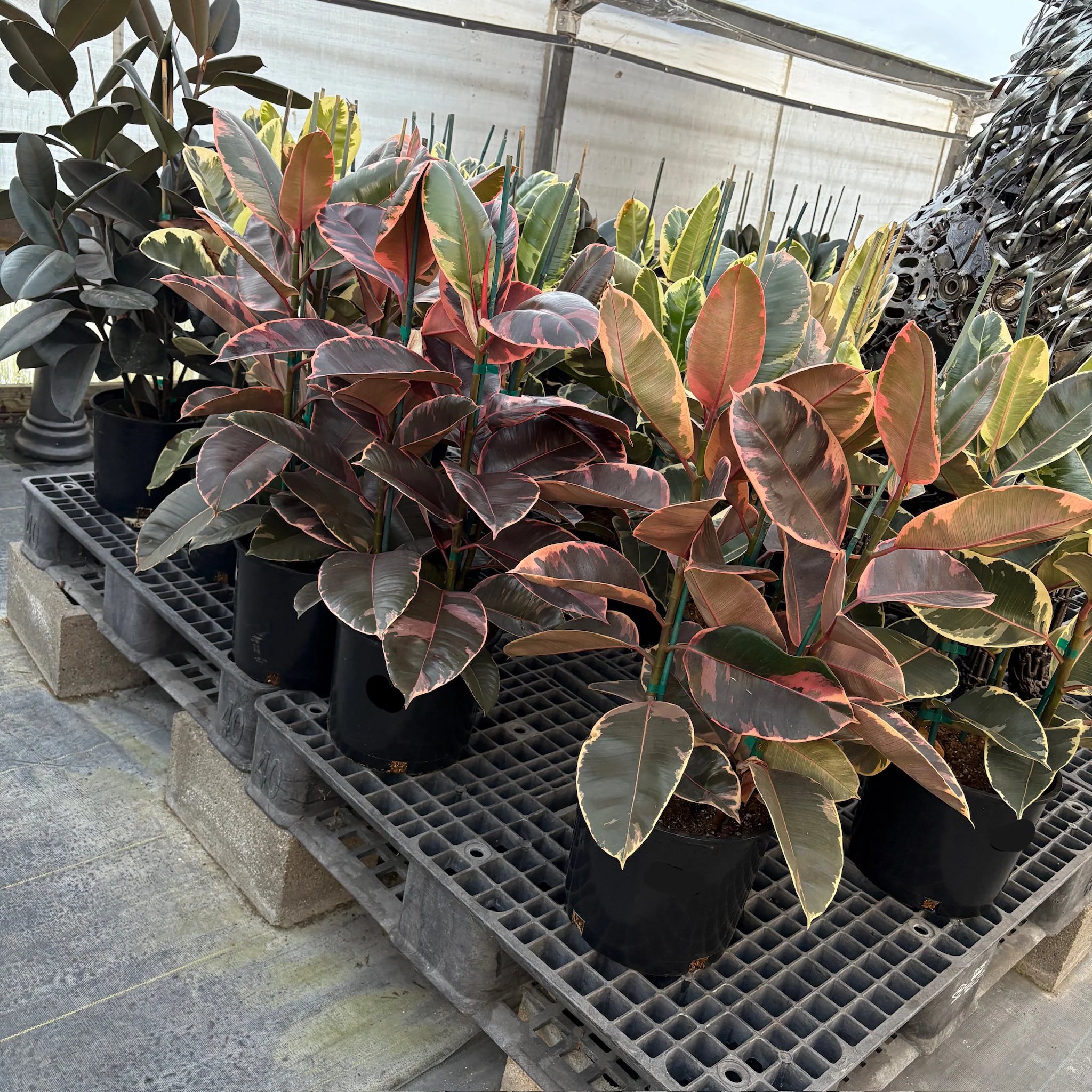Ruby Rubber Plant - Image 1