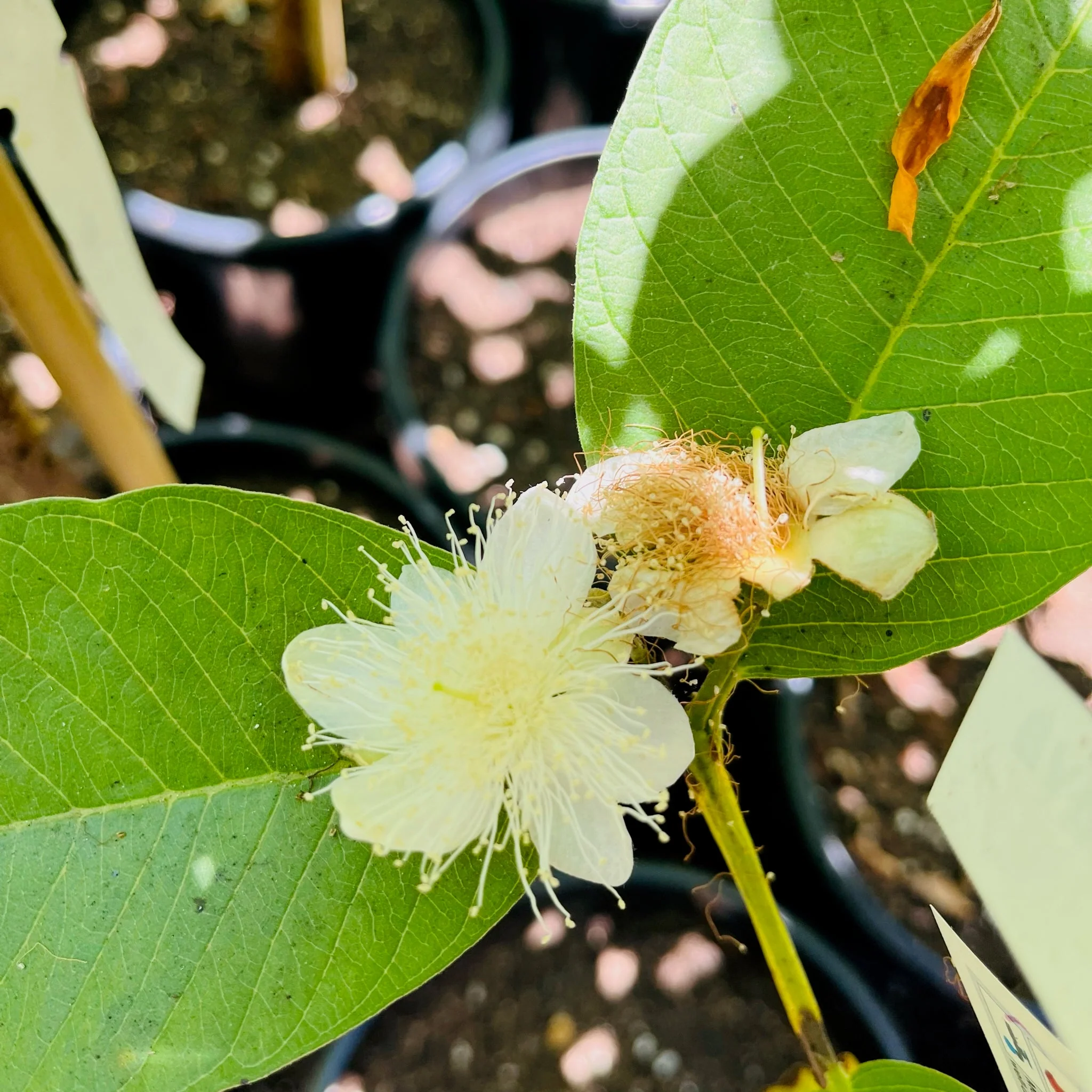 Ruby Supreme Guava - Image 3