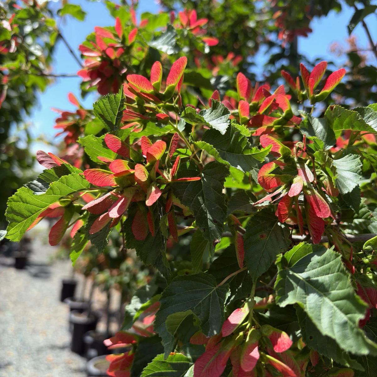 Rugged Charm Maple - Image 2