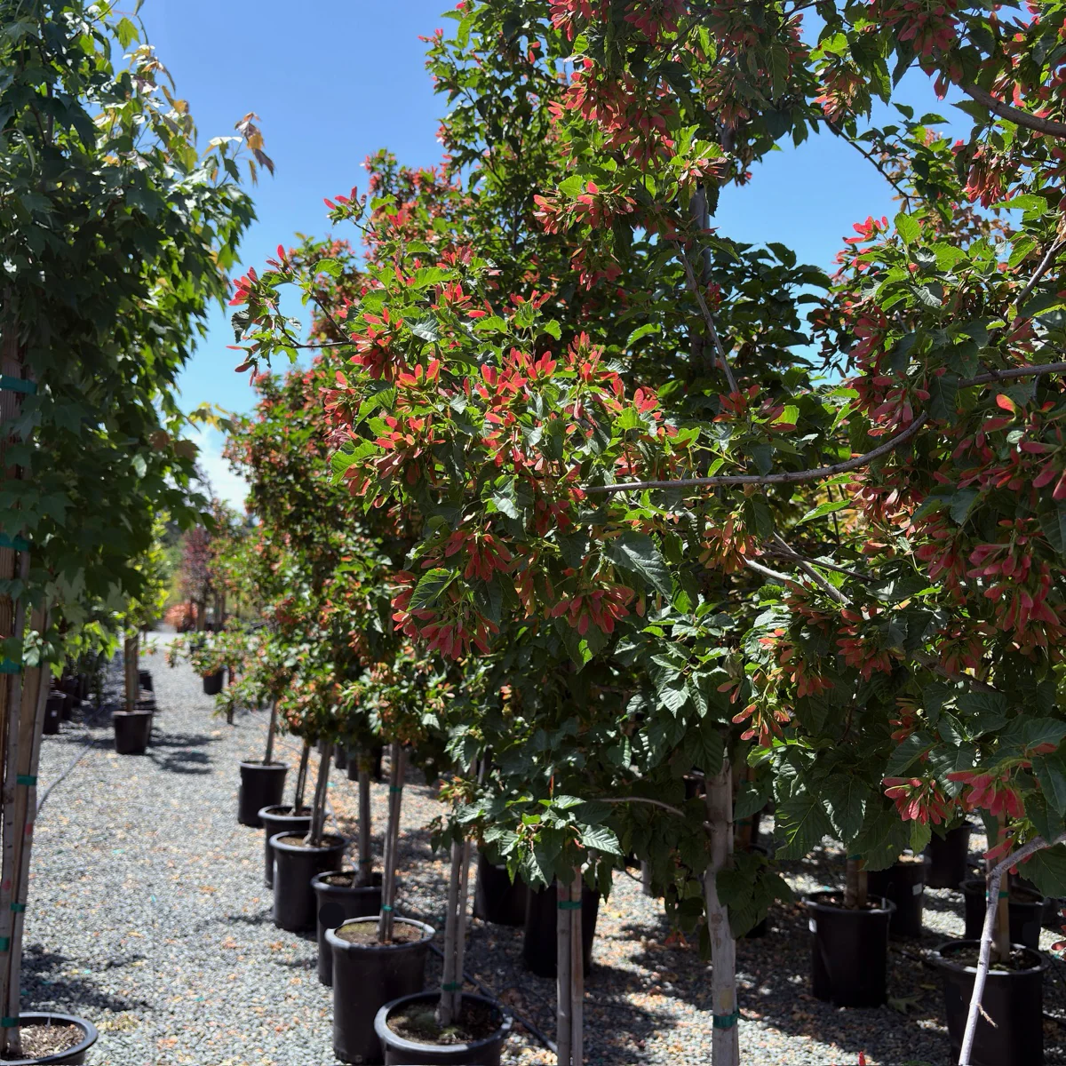 Rugged Charm Maple - Image 1