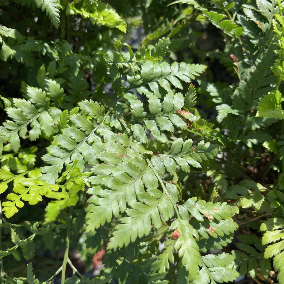 Leatherleaf Fern - Image 3
