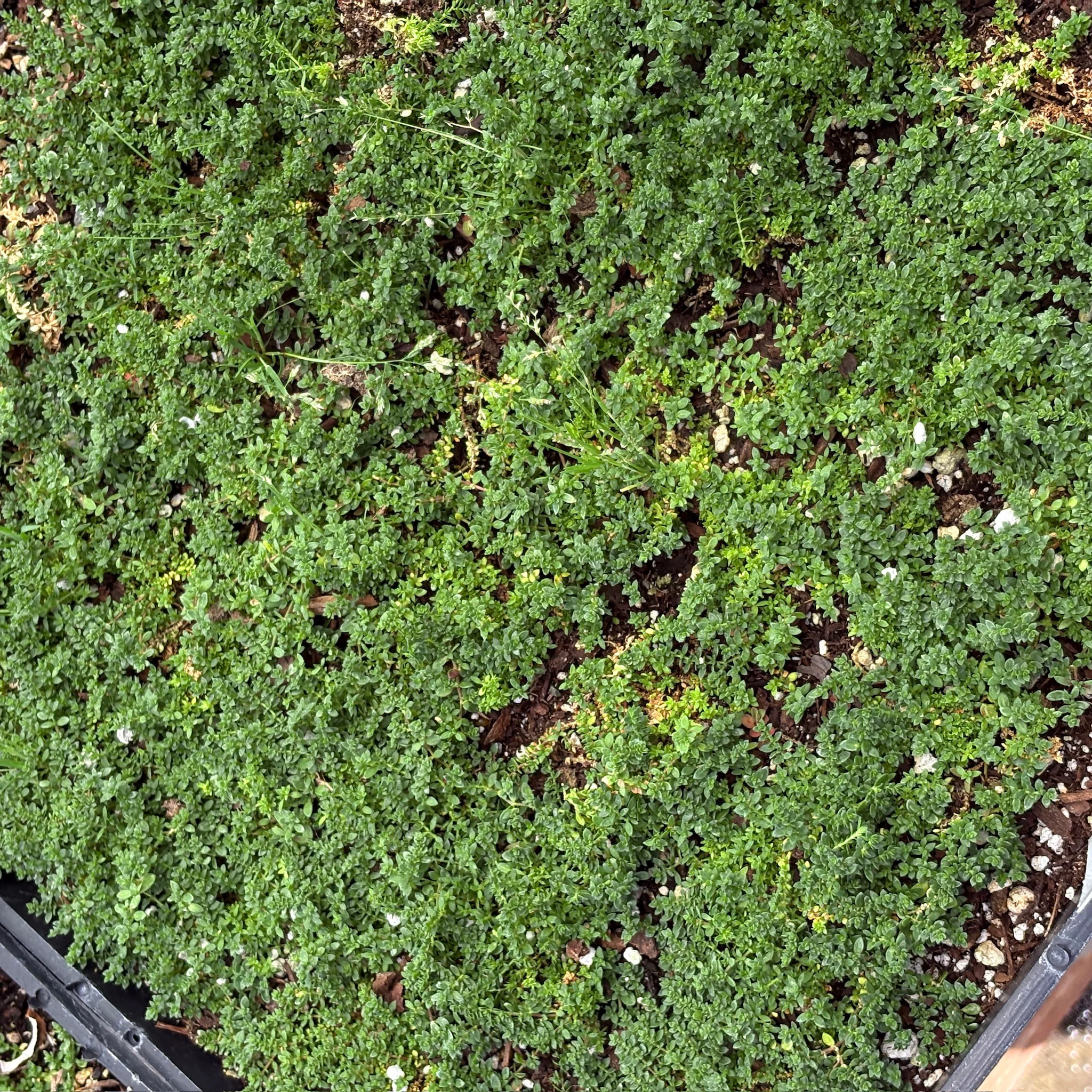 Rupturewort - Image 1