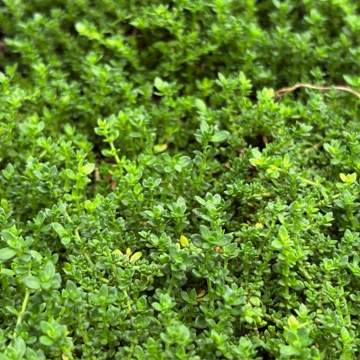Rupturewort - Image 2