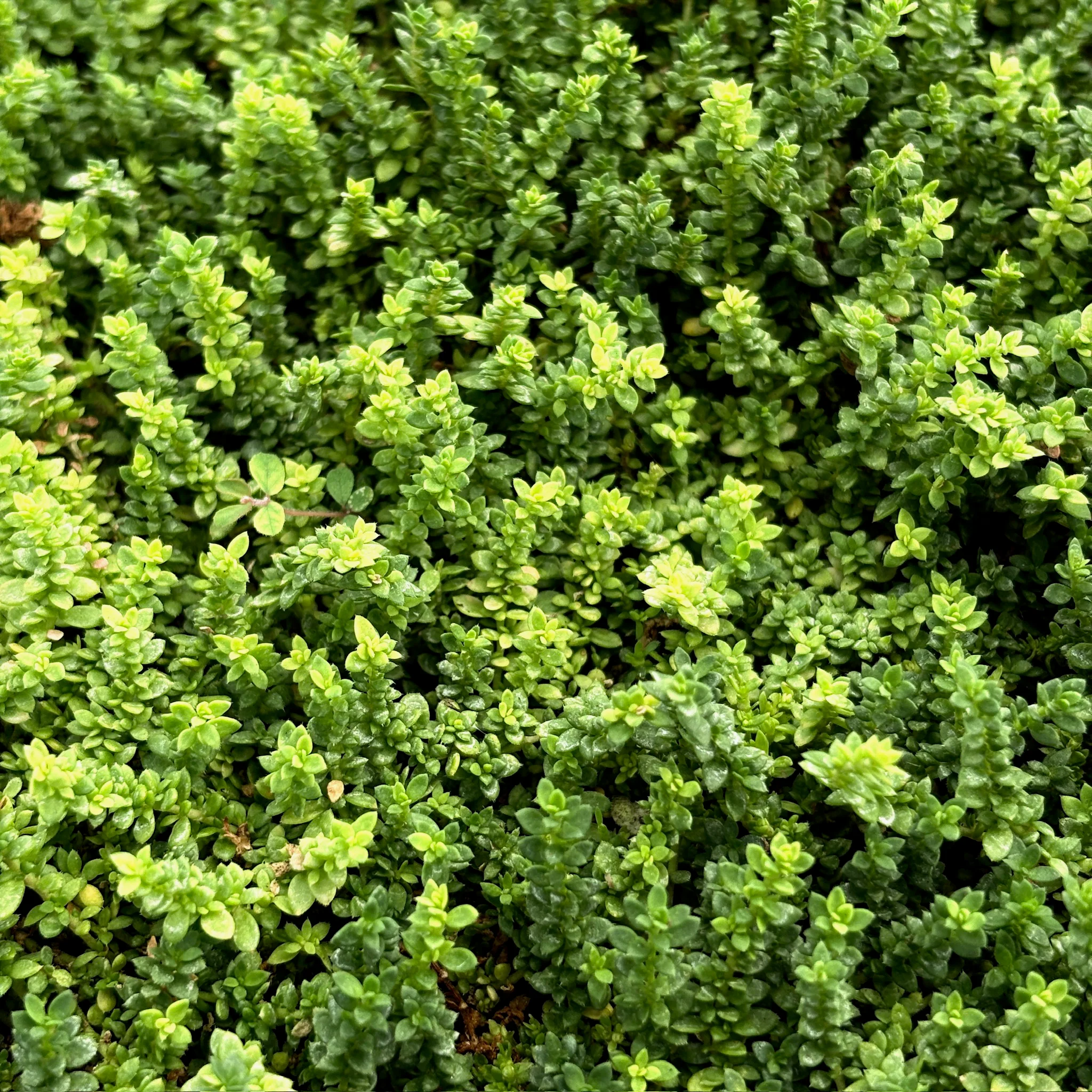 Rupturewort - Image 3