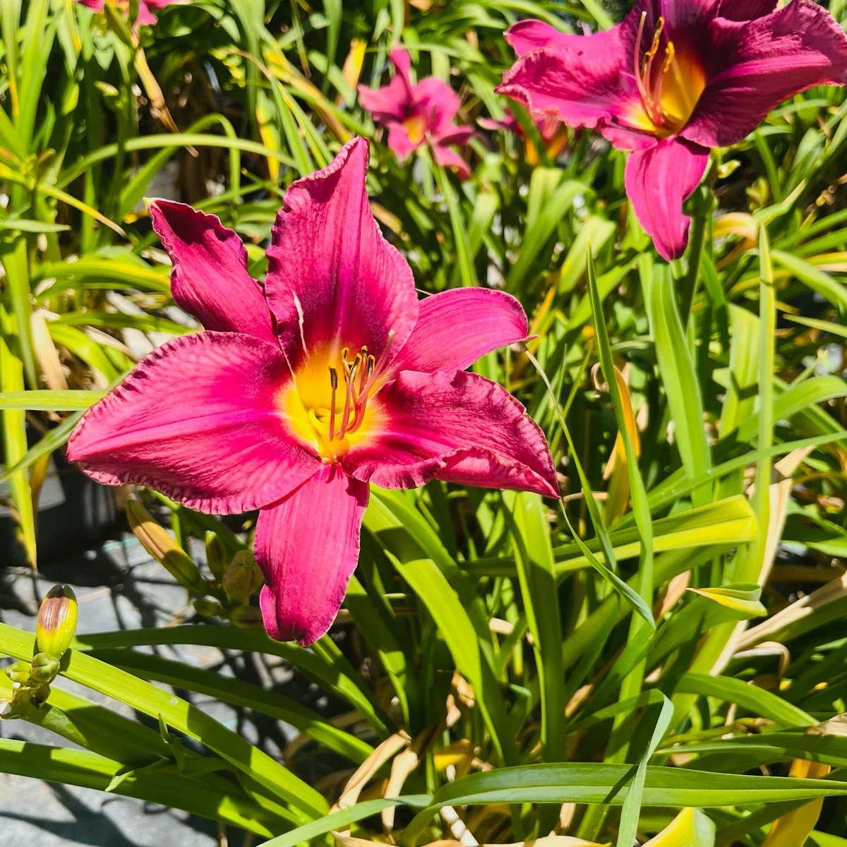 Russian Rhapsody Daylily - Image 1