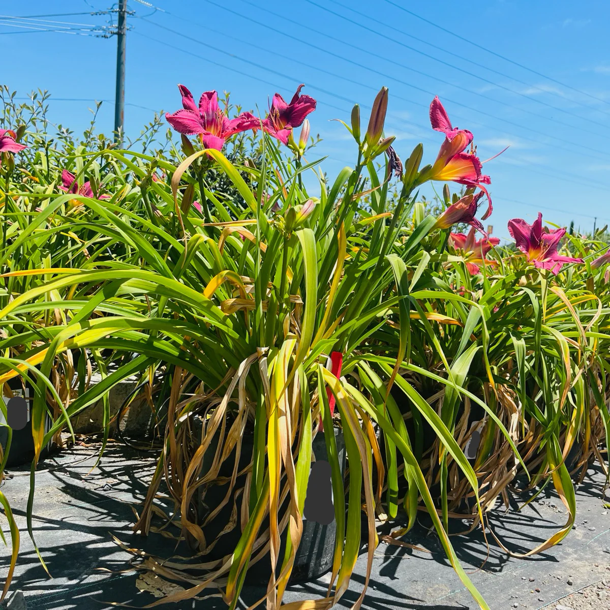 Russian Rhapsody Daylily - Image 2