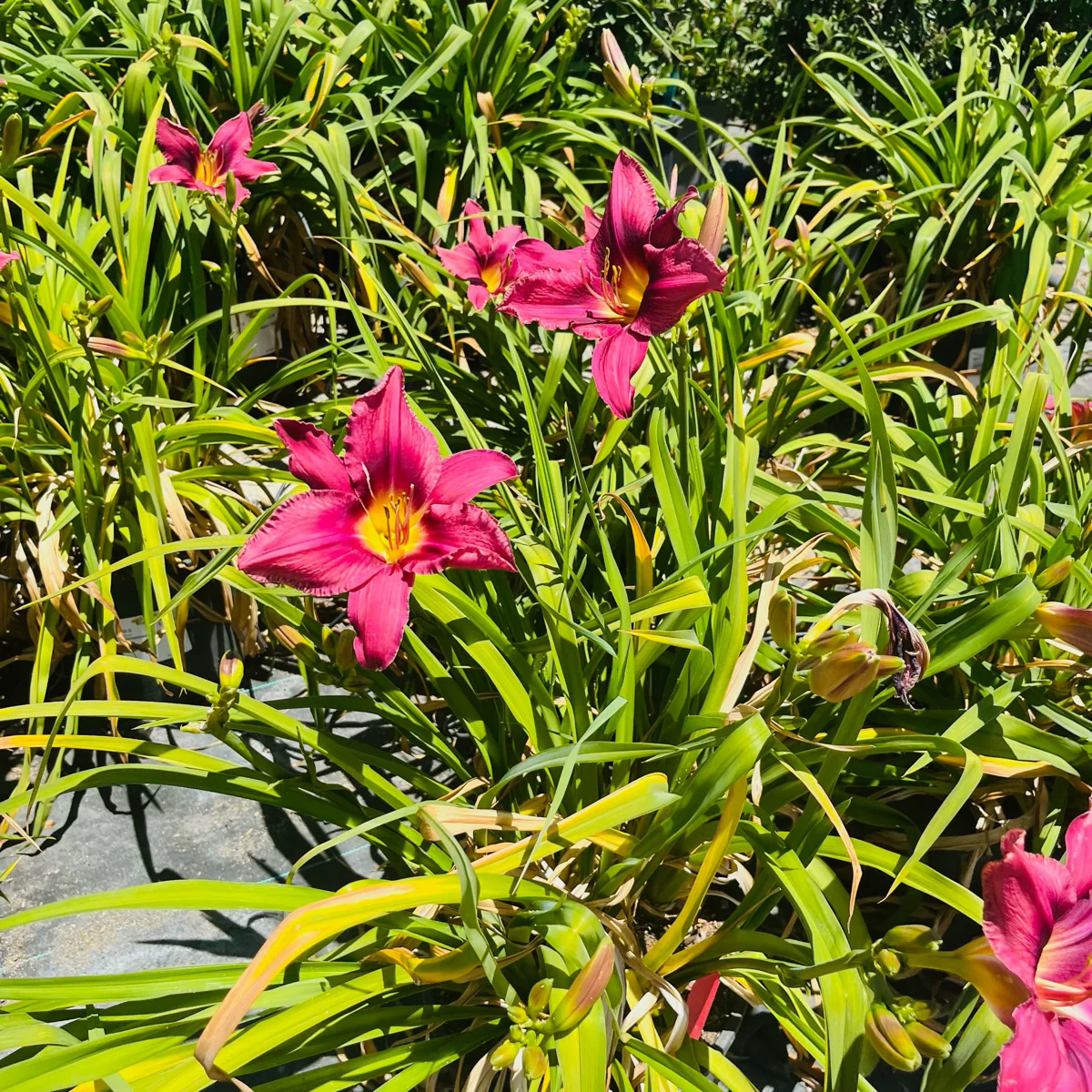 Russian Rhapsody Daylily - Image 3