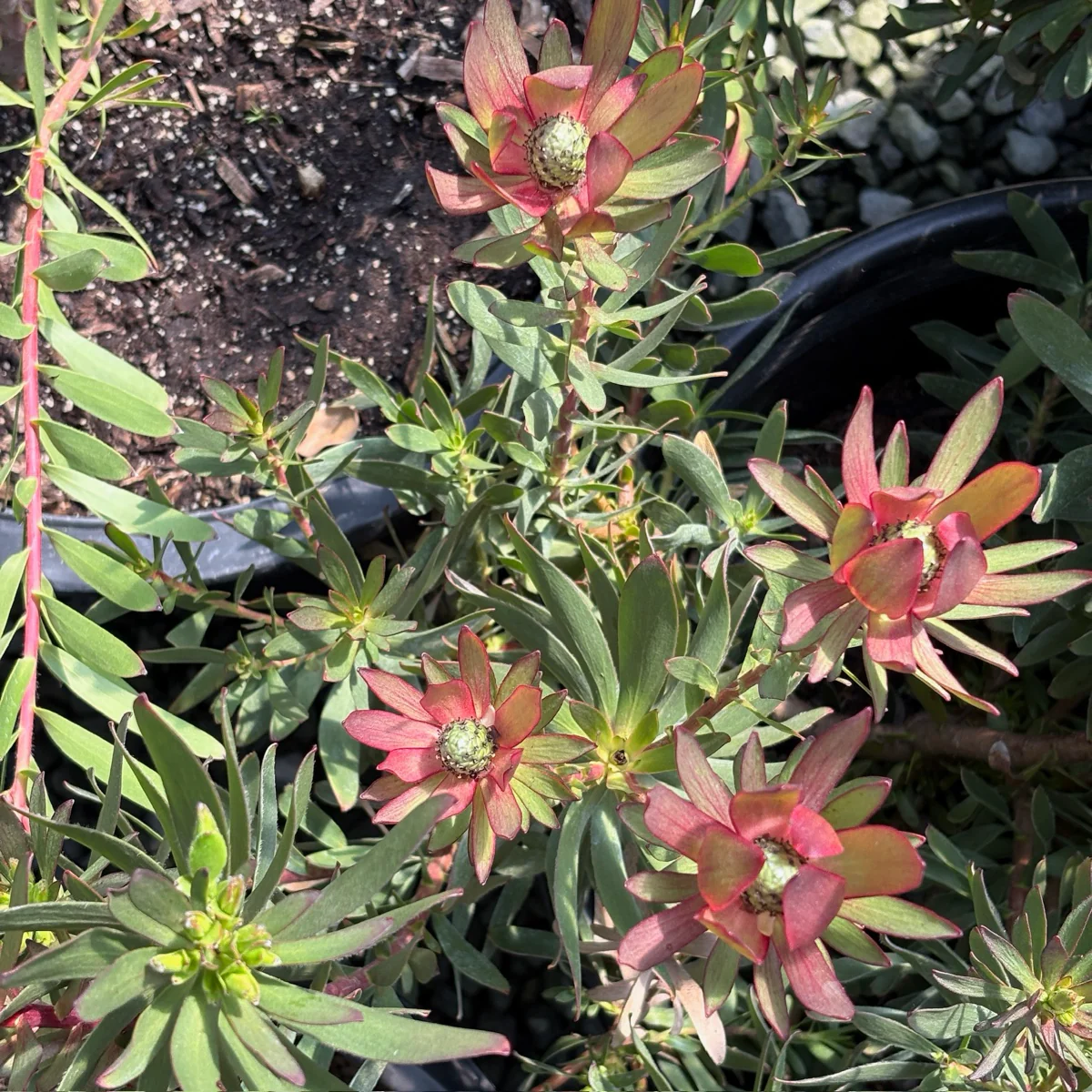 Safari Goldstrike Yellow Cone Bush - Image 2