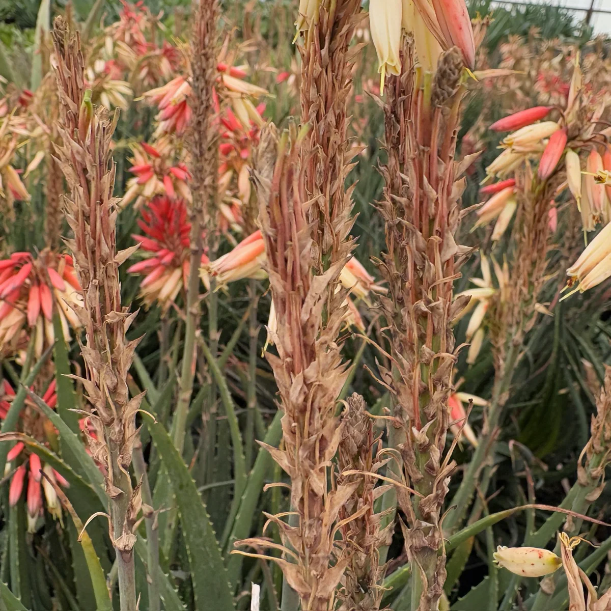 Safari Sunrise Aloe - Image 3